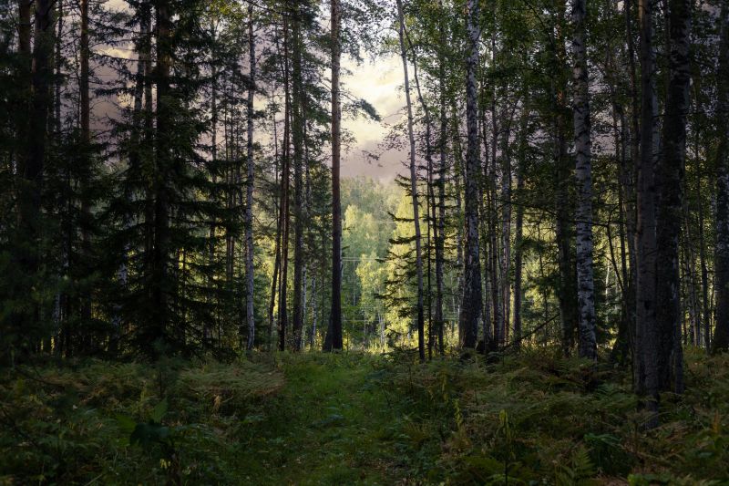Forestry Clearing in Cumming, GA