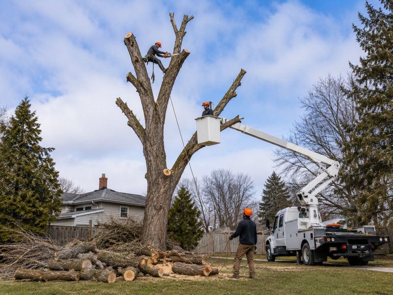 Palm Tree Removal in Allentown, PA